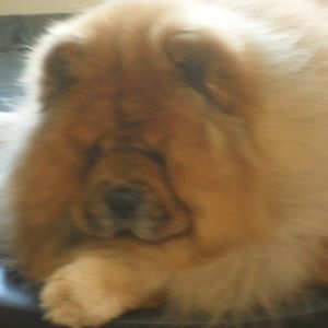 Meet your Posher, Trisha